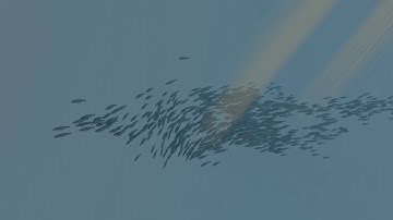 Fish Swarm Loop Test| Blender 2.8