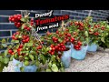 Growing tomatoes from seed to harvest  step by step