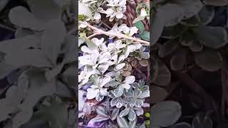 خطوة مهمه جدا لازم نعملها مع الفل فى الشتاء؟!#جنتي #الفل_الياسمين_العربى#plants #garden