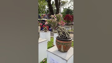 Hội hoa xuân Tao Đàn 2025-P32