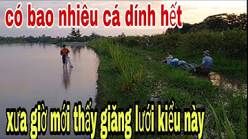 Tuyệt Chiêu Lấy Lưới 3 Màn Làm Lưới Rùng Trên Ruộng Mùa Nước Nổi # SĂN BẮT ĐỒNG THÁP #