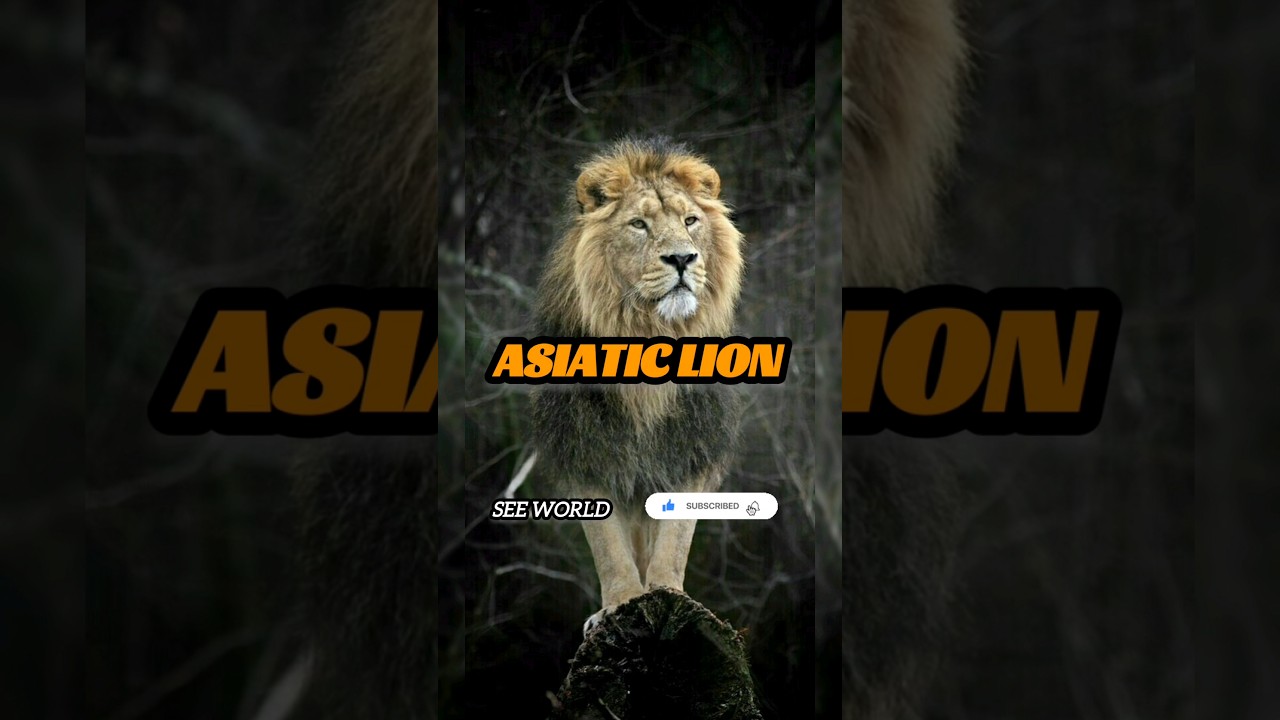 INDIAN BIG CATS species: Top 7 