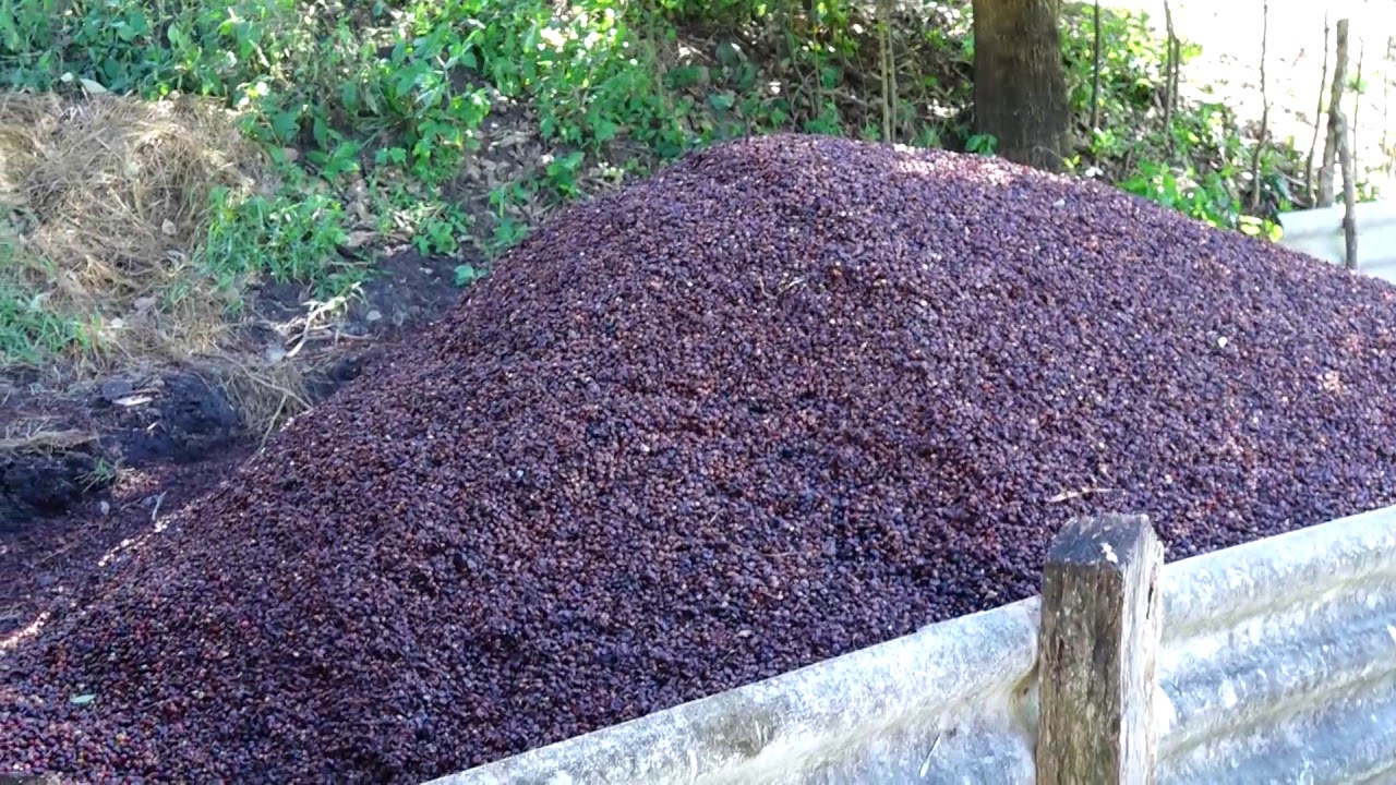 Tratamiento de aguas mieles