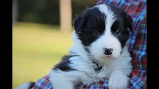 Seal Border Collie Puppy Tally, 4 weeks old