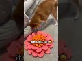 うちの柴犬、目を離すと一瞬でこれ #shorts #柴犬