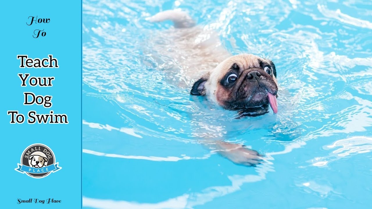 How to Teach Your Dog to Swim