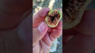 Alamo, Amate, Amate blanco, Amate blanco del monte, Amatillo, Ceiba, Higo, Higuera blanca, Ficus sp.