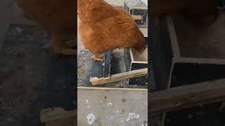 Homemade Automatic Chicken Feeder 🐔🐣