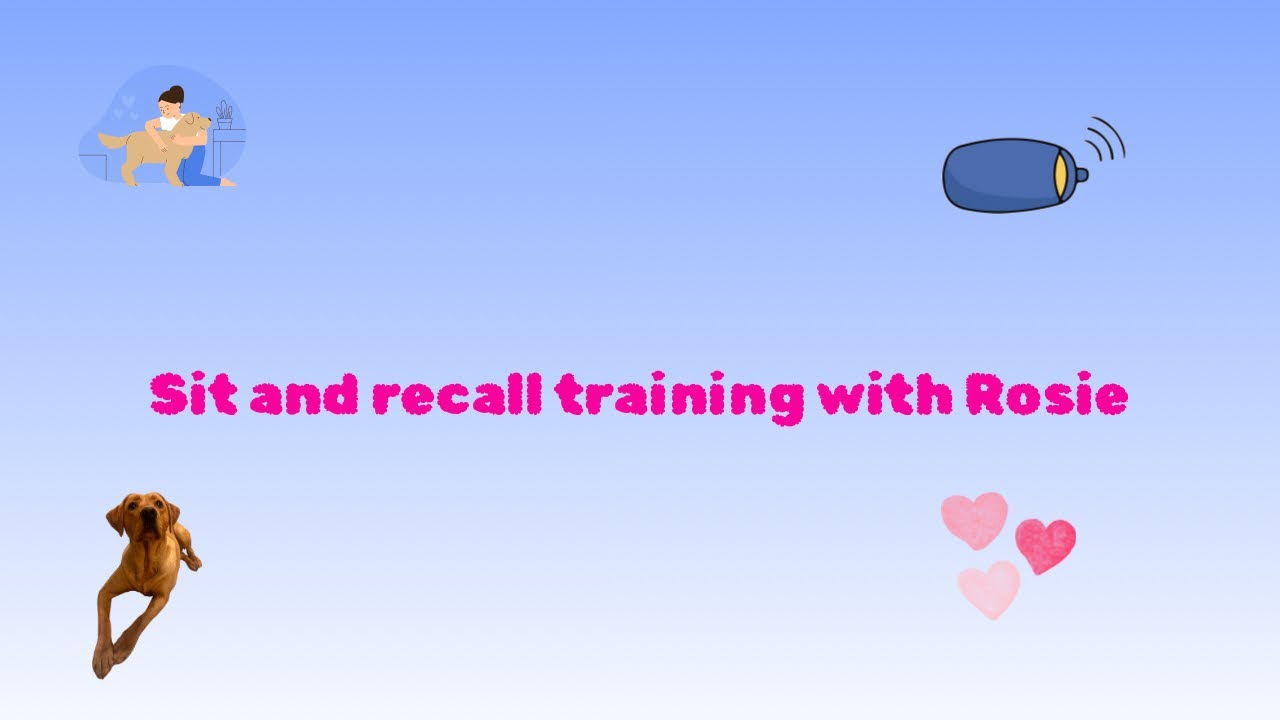 Sit and recall training with Rosie. 💗🧡🤎