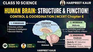 Human Brain Structure and Function Class 10 Science | Control & Coordination | CBSE 2027