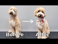Taking My Dog to the Groomer [Mini Labradoodle]