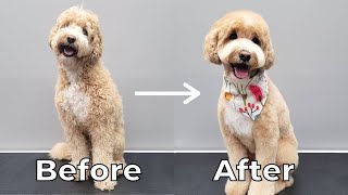 Taking My Dog to the Groomer [Mini Labradoodle]