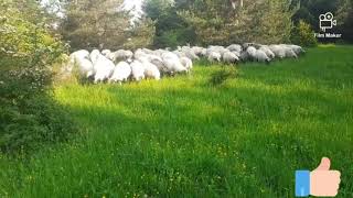 Pramenka U Blagodati Prirode