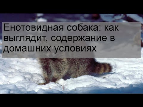 Енотовидная собака: как выглядит, содержание в домашних условиях