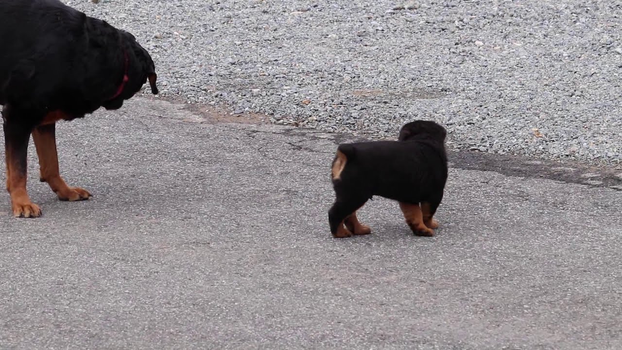 Rottweiler Puppy For Sale - YouTube