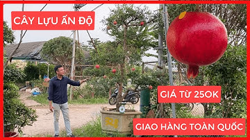 Cây Lựu Đỏ Ấn Độ [ Gía Chỉ Từ 250k ] Đt/Zalo 0968750386 | 0923916866
