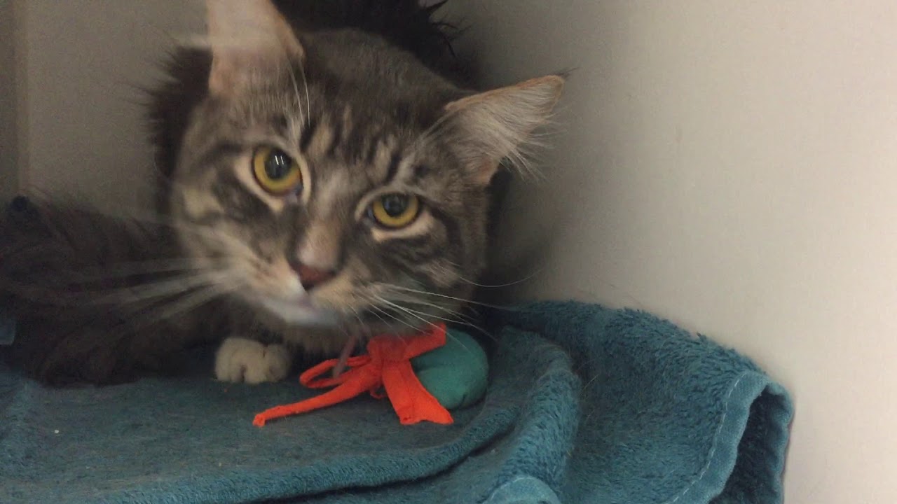 adopt cats long island DUSTY 57932 - He wants to be your Floofy Forever Feline! NYCACC