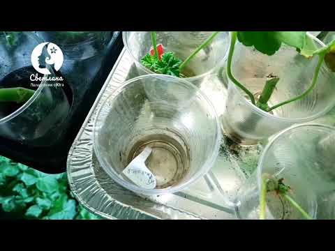 Видео: Размножаване на здравец чрез резници у дома: как да се размножава пеларгоний чрез резници през зимата през февруари? Кога да размножавате цвете през пролетта? Как да се вкоренят и 