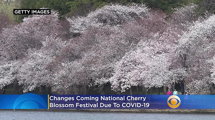 Changes Coming To DC's 2021 Cherry Blossom Festival Due To COVID-19