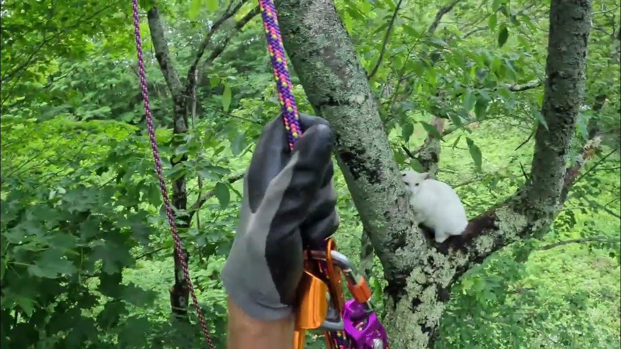 Rescuing Bob. (CatStuckInTreeRescue) YouTube