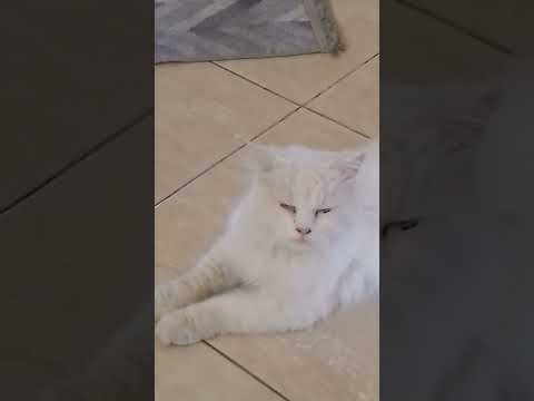 قط شيرازي فارسي ابيض يشبه الاسد   
