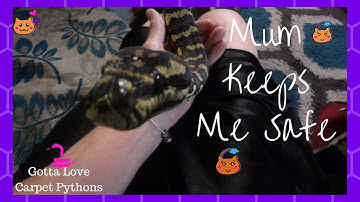 My Snake Lily Is Always Wanting To Be Out