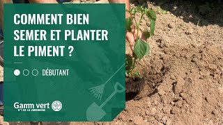 [TUTO] Comment semer et planter le piment ? - Jardinerie Gamm vert