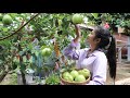 Pick White Guava To Make Guava Juice / Crispy Salmon Fins Recipe / Prepare By Countryside Life TV