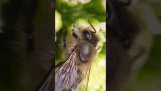 良い感じに綺麗に撮れるカメラでフキの花にくるミツバチ撮影