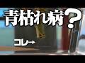 【病気?虫害?】枯れたメロンを抜いて見てみました【青枯れ病】【蔓割れ病】【立ち枯れ病】【ウリハムシ】