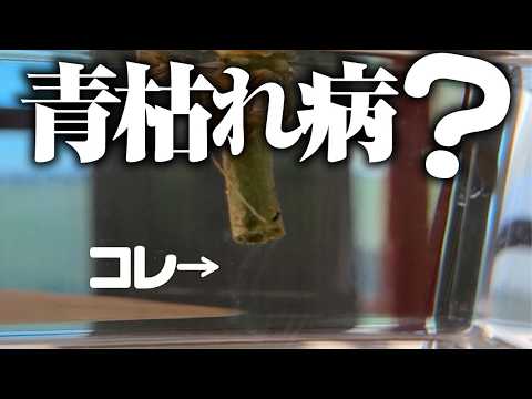 【病気？虫害？】枯れたメロンを抜いて見てみました【青枯れ病】【蔓割れ病】【立ち枯れ病】【ウリハムシ】