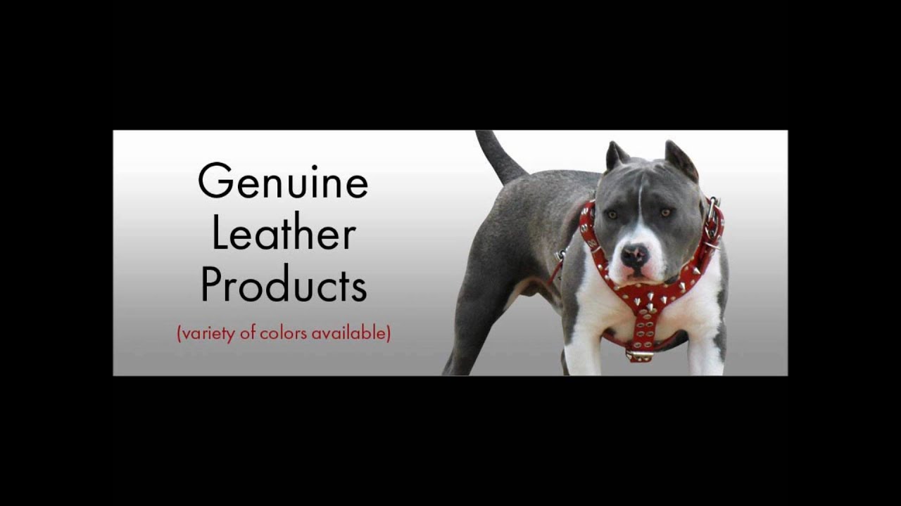 Best Leather Dog Supplies YouTube