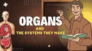 What are Organ Systems Fun Science for kids
