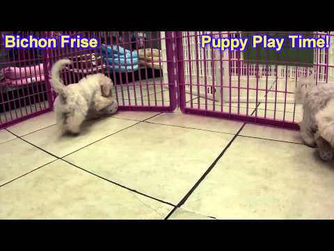 bichon-frise,-puppies,-for,-sale,-in,-gresham,-oregon,-county,-or,-multnomah,-washington,-clackamas,