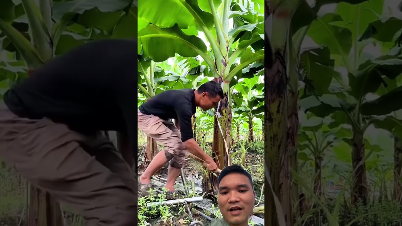 Nguyên Tắc Dọn Vườn Chuối #satisfying