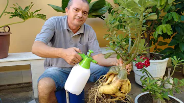 Porque levantar o caudex da Rosa do Deserto?