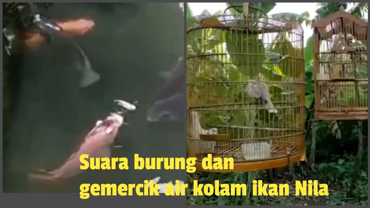 Suara burung dan gemercik air kolam ikan Nila @Enny Ray El