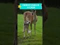 El pequeño ciervo se reúne con su familia #ciervo #animales #fauna #shorts
