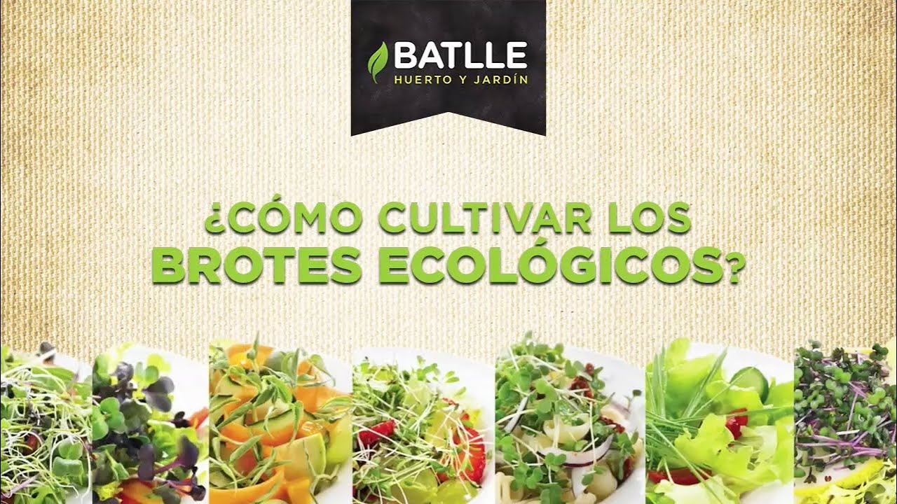 CÓMO CULTIVAR LOS BROTES ECOLÓGICOS - KITS DE CULTIVO FÁCIL BATLLE