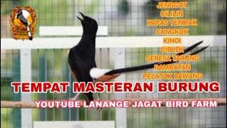 VIRAL❗ MASTERAN MURAI BATU TERBAIK ❗❗ PALING DI CARI JURI ❗