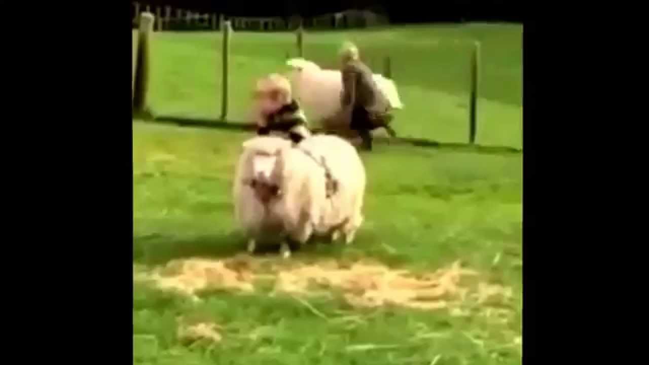 Thief Riding Sheep Kid tries to ride a sheep. - YouTube