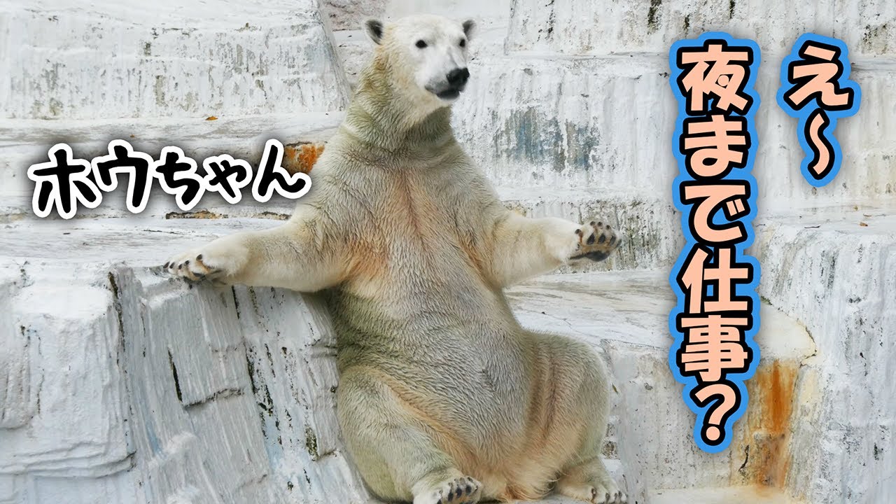 ホウちゃん 天王寺動物園｜Polar bear ホッキョクグマ シロクマ｜しろくまTV