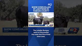 5 cattle struck by lightning, killed at Marion County ranch, NWS says