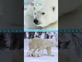 Animal Camouflage and Adaptations