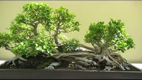 Bonsai Raft - Ikadabuki Styles
