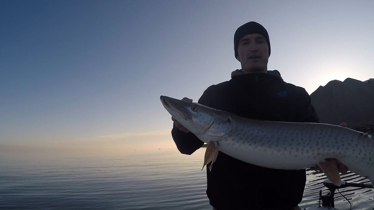 Catching Muskies In Late Fall YouTube catching-muskies-in-late-fall-youtube