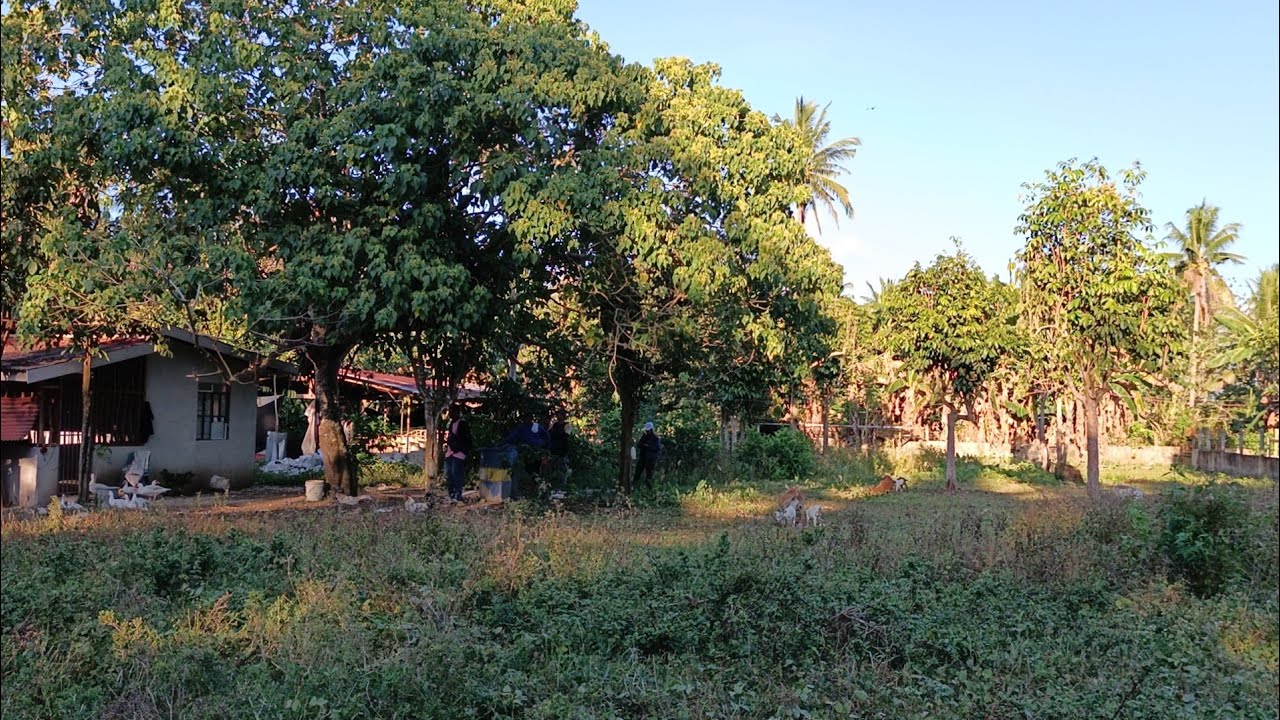 (P# 972) 2,000 sqms Farm Lot palibot ng bakod at may bahay na sa Liliw, Laguna @ 1,500/sqm