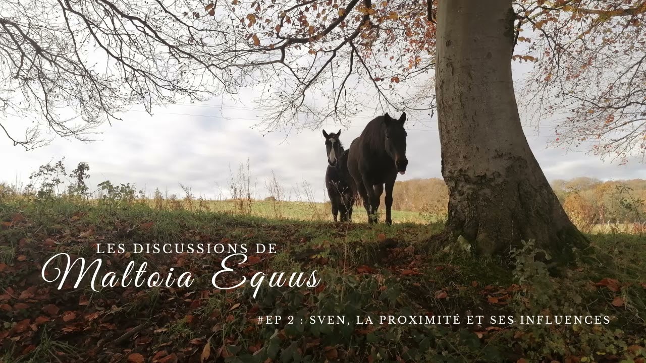 Podcast Maltoia-Equus : Sven, la proximité et ses influences #EP2 