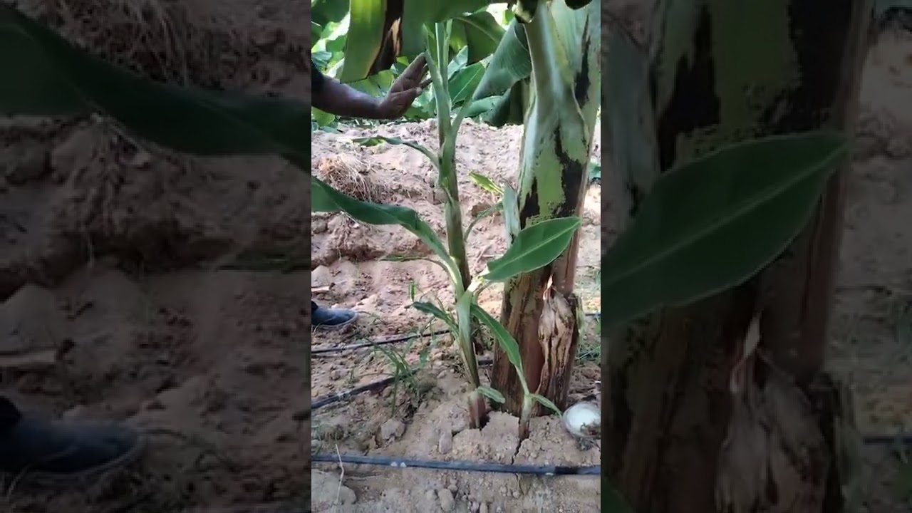 عملية إنتخاب الخلفات في أمهات الربيعي ٢٠٢٢ وكيفية التربية مع برنامج التسميد لهذه المرحلة