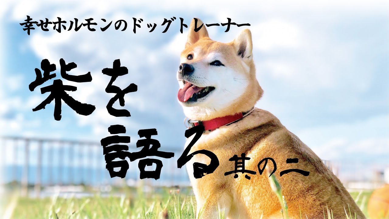 柴犬の秘密 幸せホルモンのドッグトレーナーが徹底解説 柴の性格 魅力 飼い方のポイント その Youtube